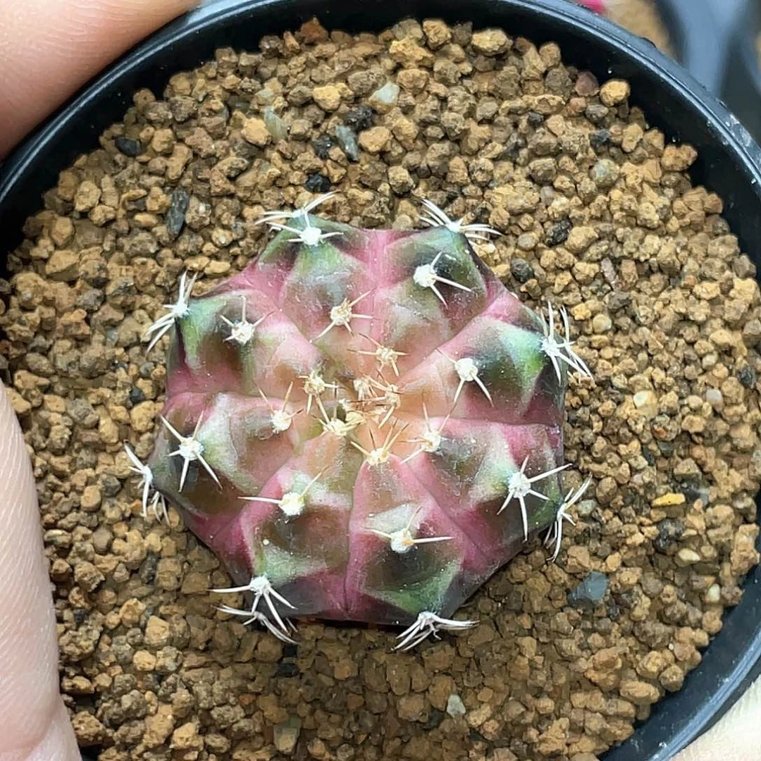 唐***深当前无花朵，栽培后可花朵