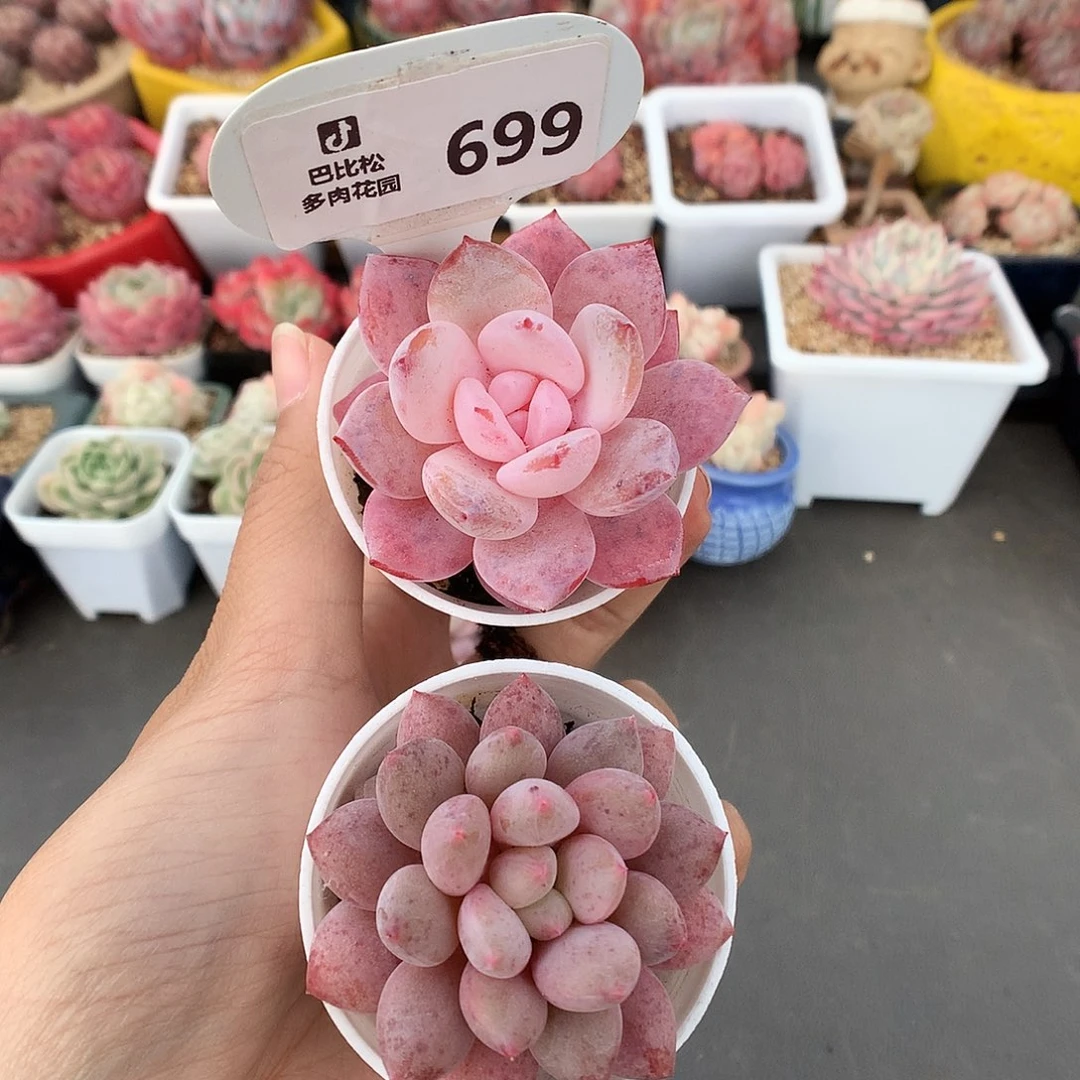 699多肉植物两棵福利
