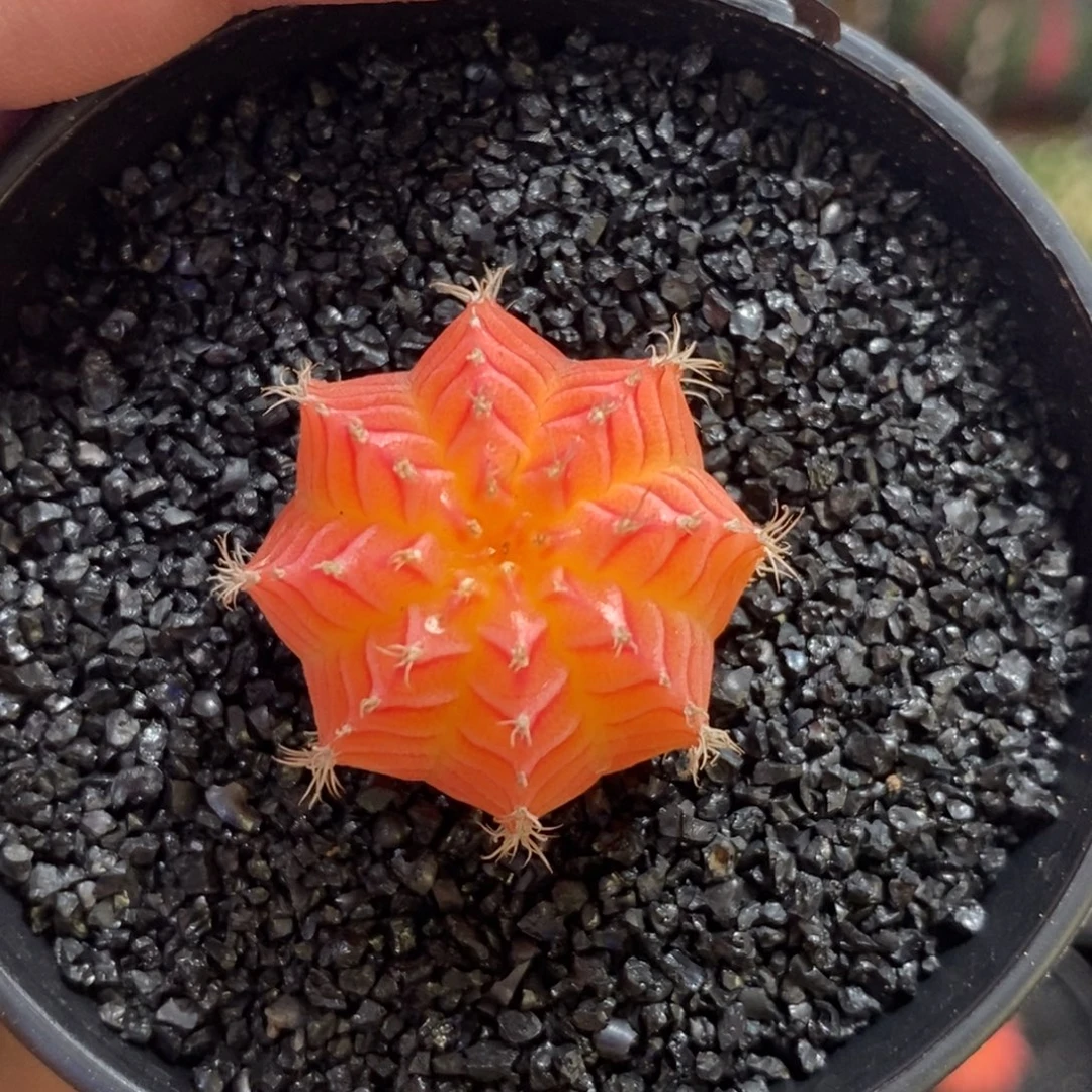 精品米哈—脱土发货21
