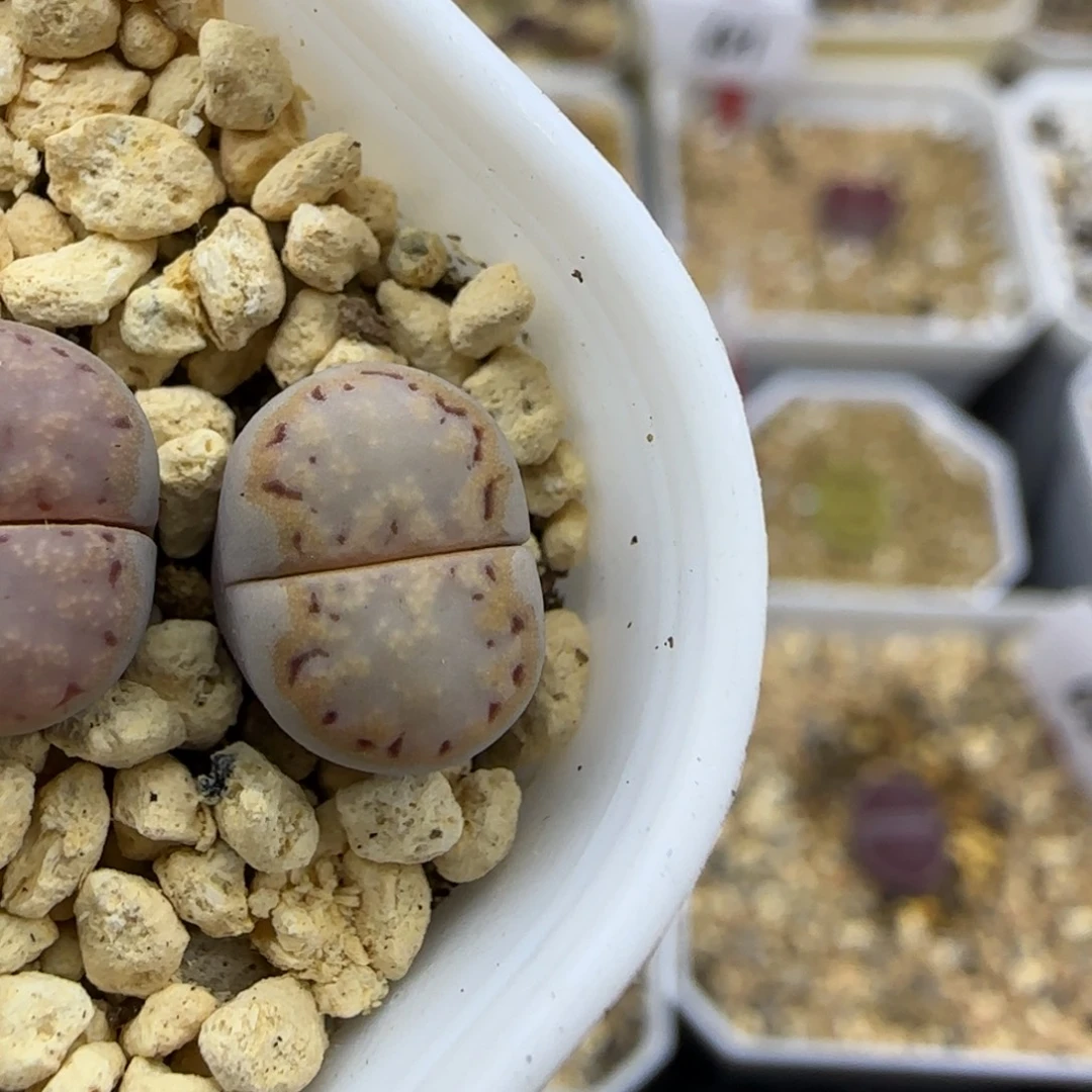 饼干清框福利30包邮