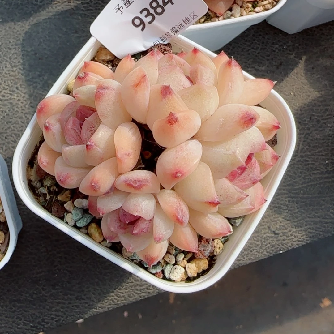 蔓越莓，9384多肉植物