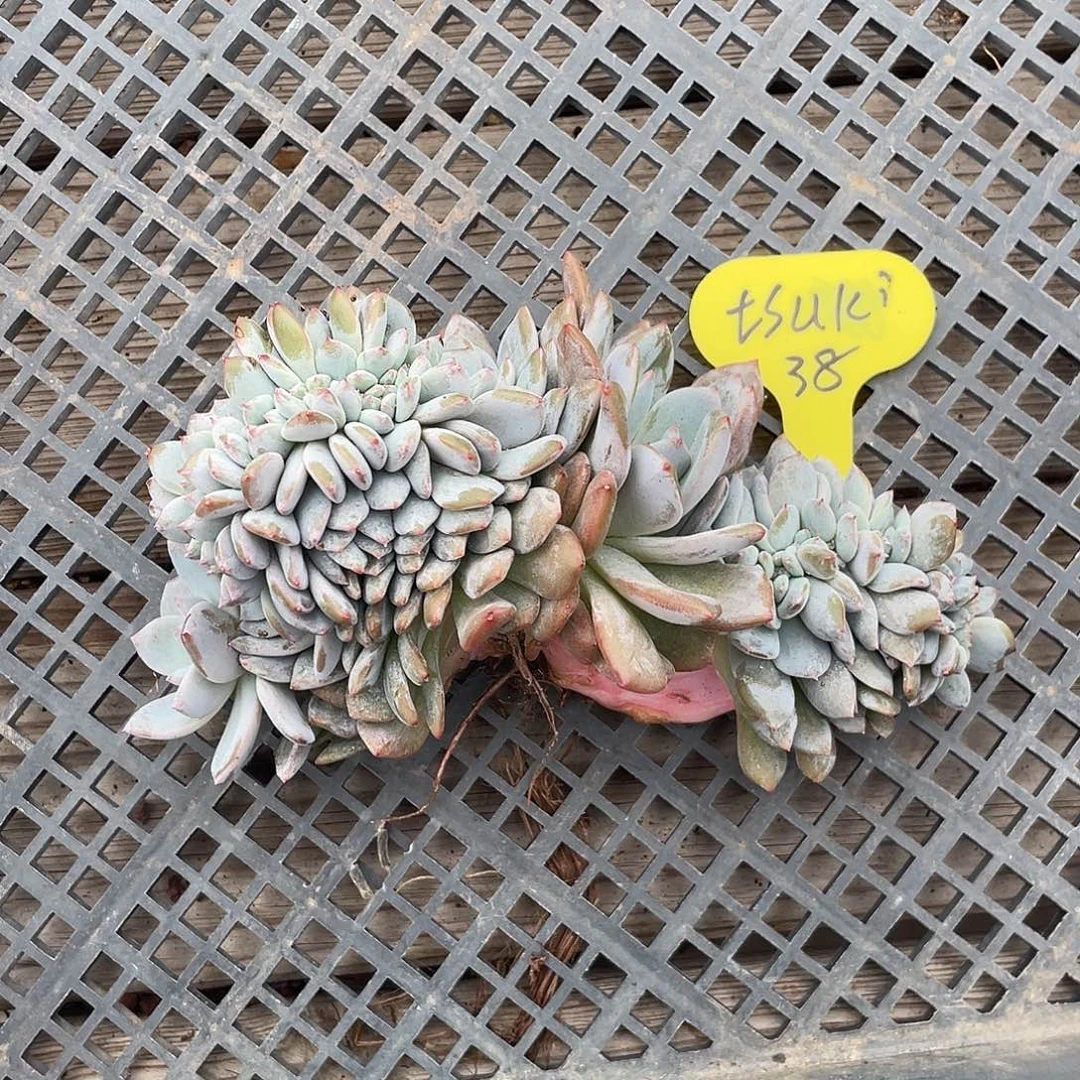 t****石榴子星影缀化瑕疵一个38