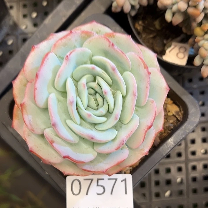 幸运的是我还在努力