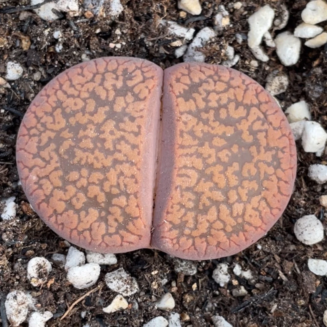 非偏远满20包邮163