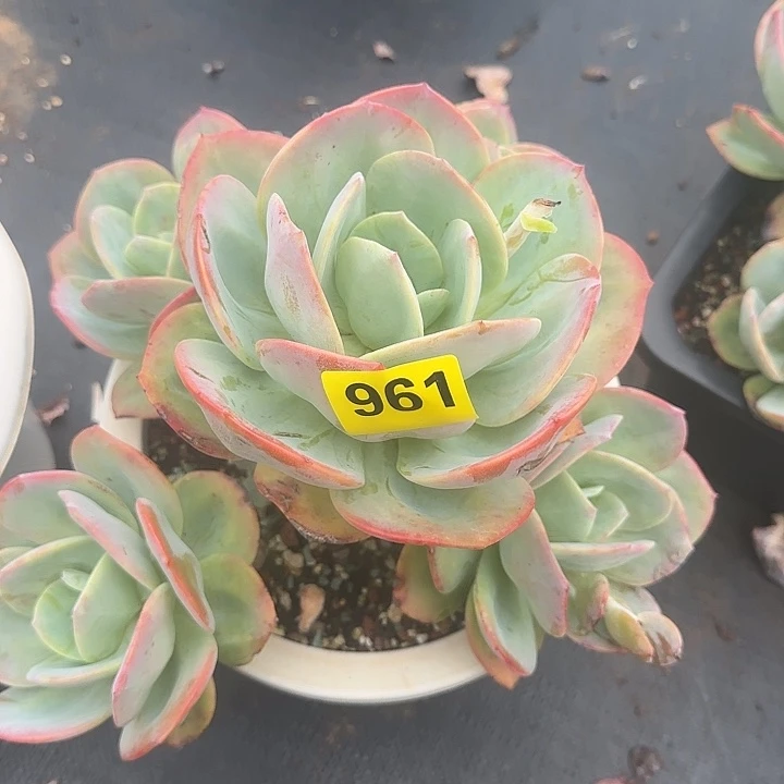 961无砍老桩血凤群生