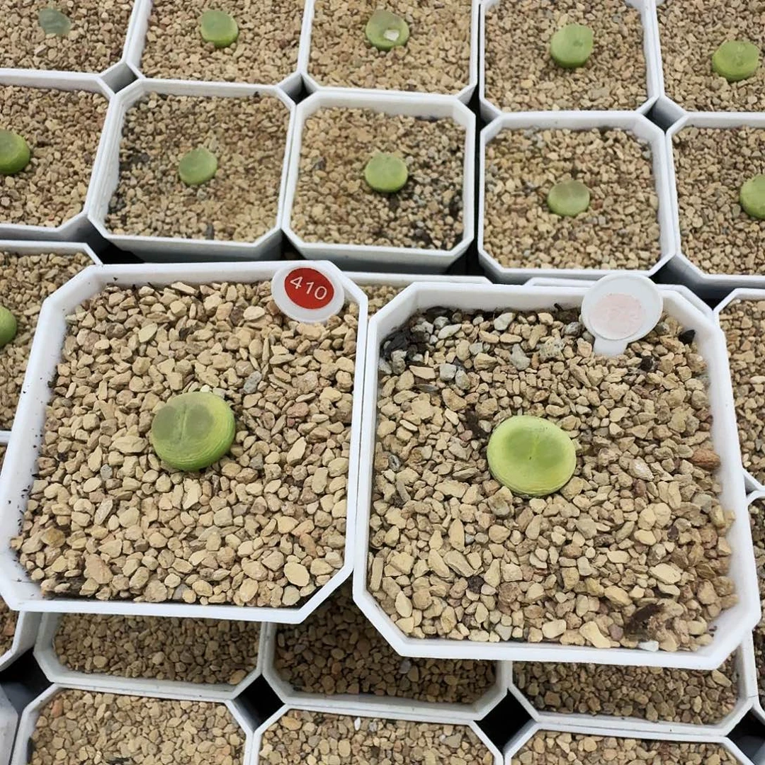 多肉植物福利风铃410373