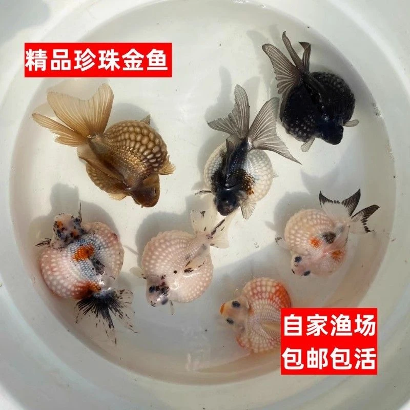 精品鼠头珍珠金鱼活体冷水小型鱼苗好养观赏鱼