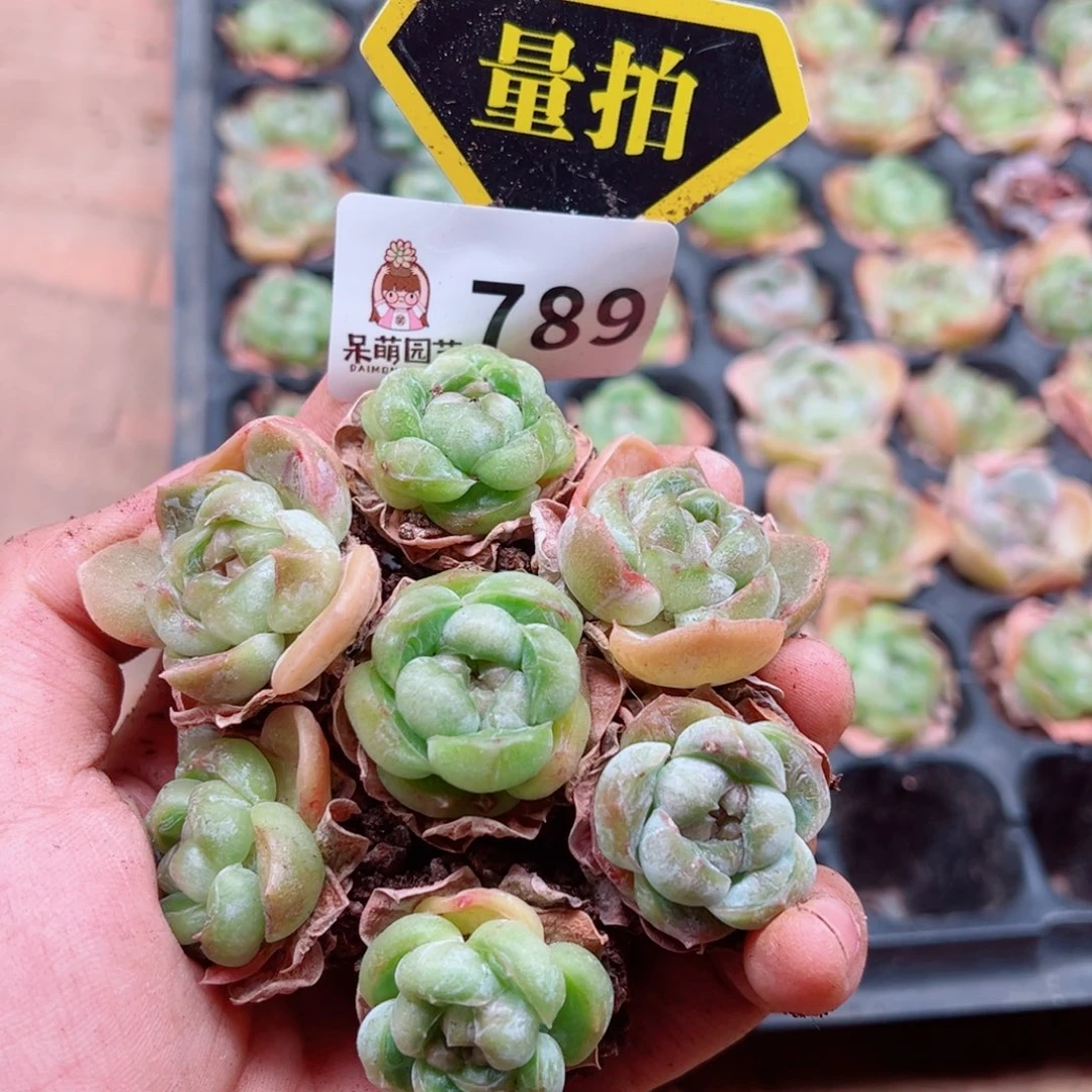 多肉植物多肉植物