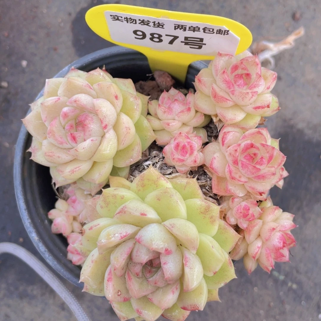 987号女王群生一个不包整