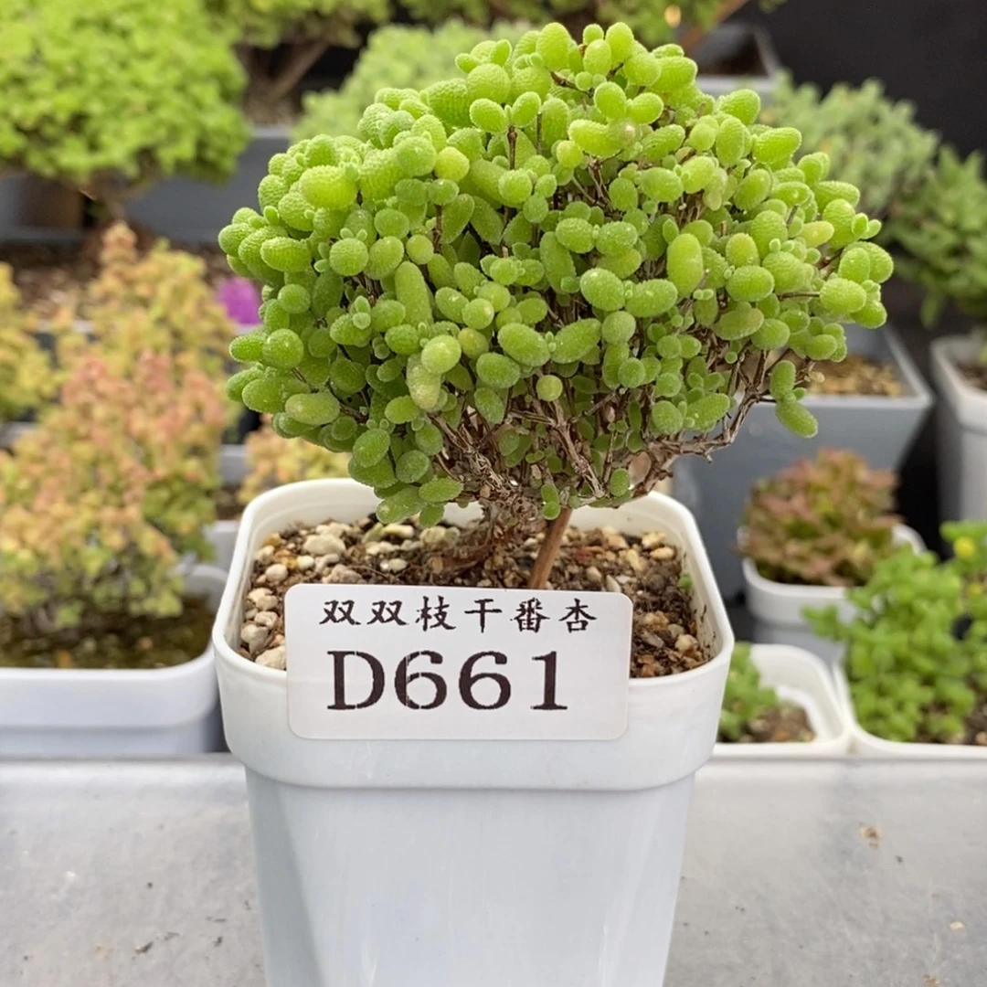 661蜜橘。
