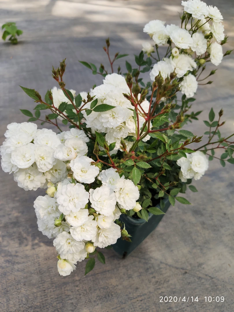 姬月季 雪月 姬月季提根盆景花量大