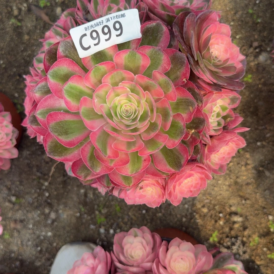 999荔枝。多肉植物