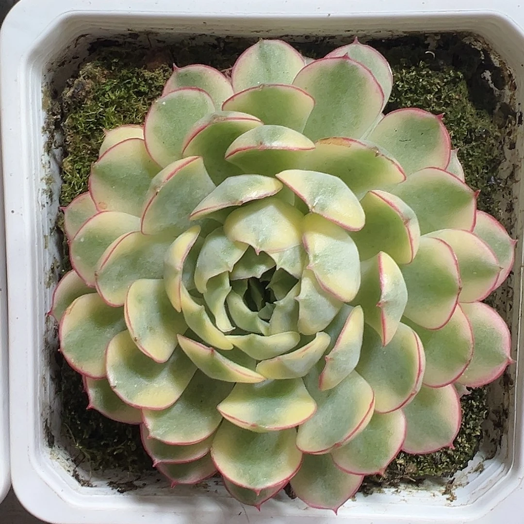 满38包邮梦幻玫瑰锦