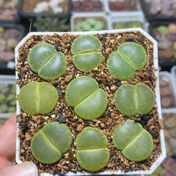 漂亮绿宝石特价特价