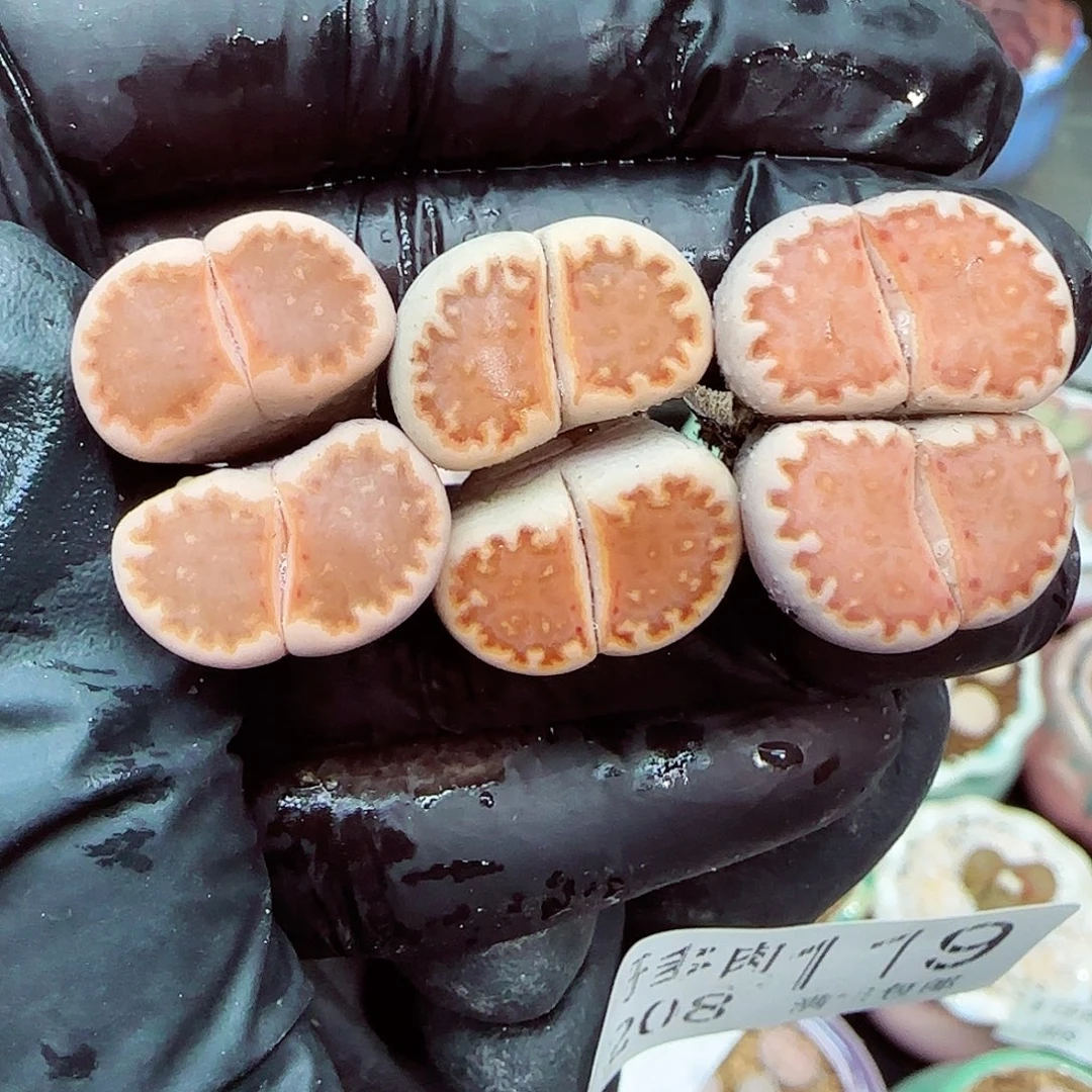 生石花满18包邮1208-119