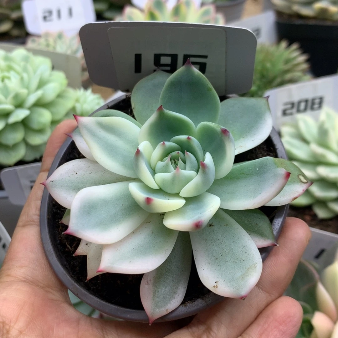 196吉娃娃锦锦锦锦