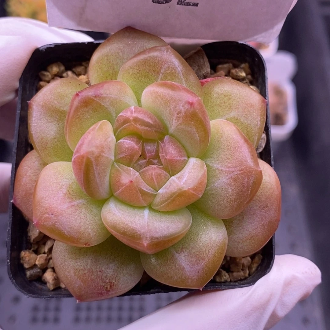 【闪购商品】09-32琥珀