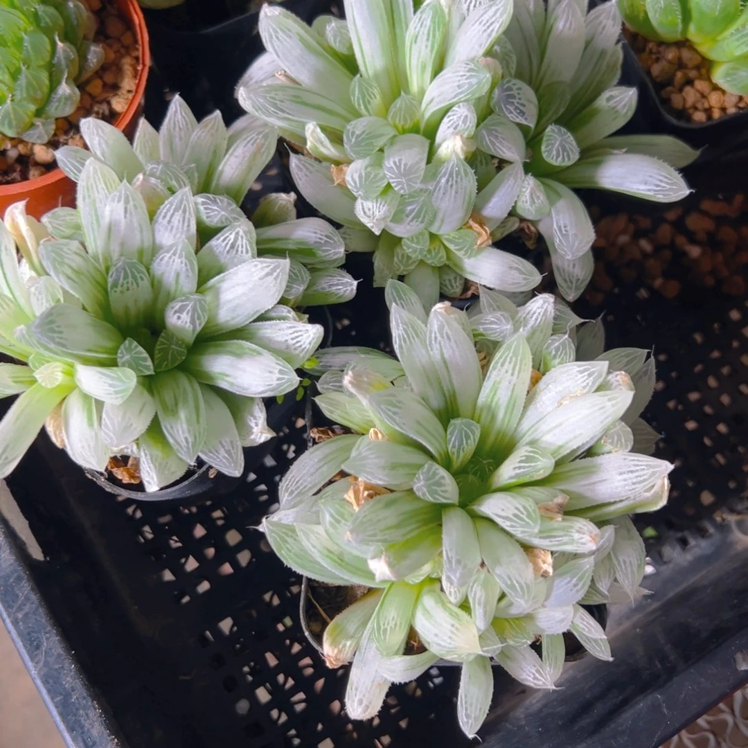 白斑玉露多肉一颗多肉