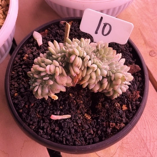 铈版星影10号码牌子的话