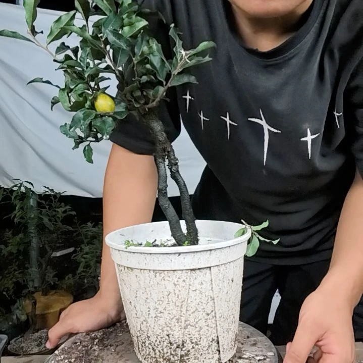 用***5无花朵金弹子树木园艺