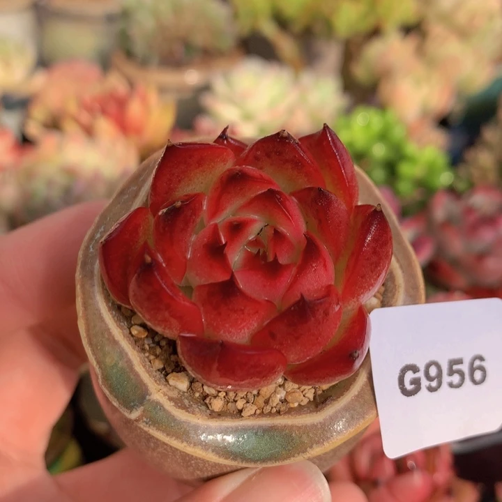 一物一拍含盆土满38包邮G956