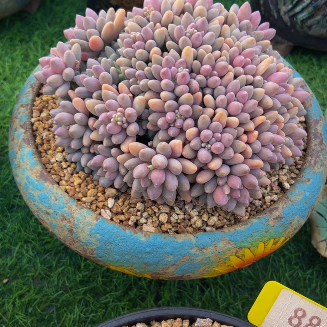 ℒ****手捧花星戴露97号