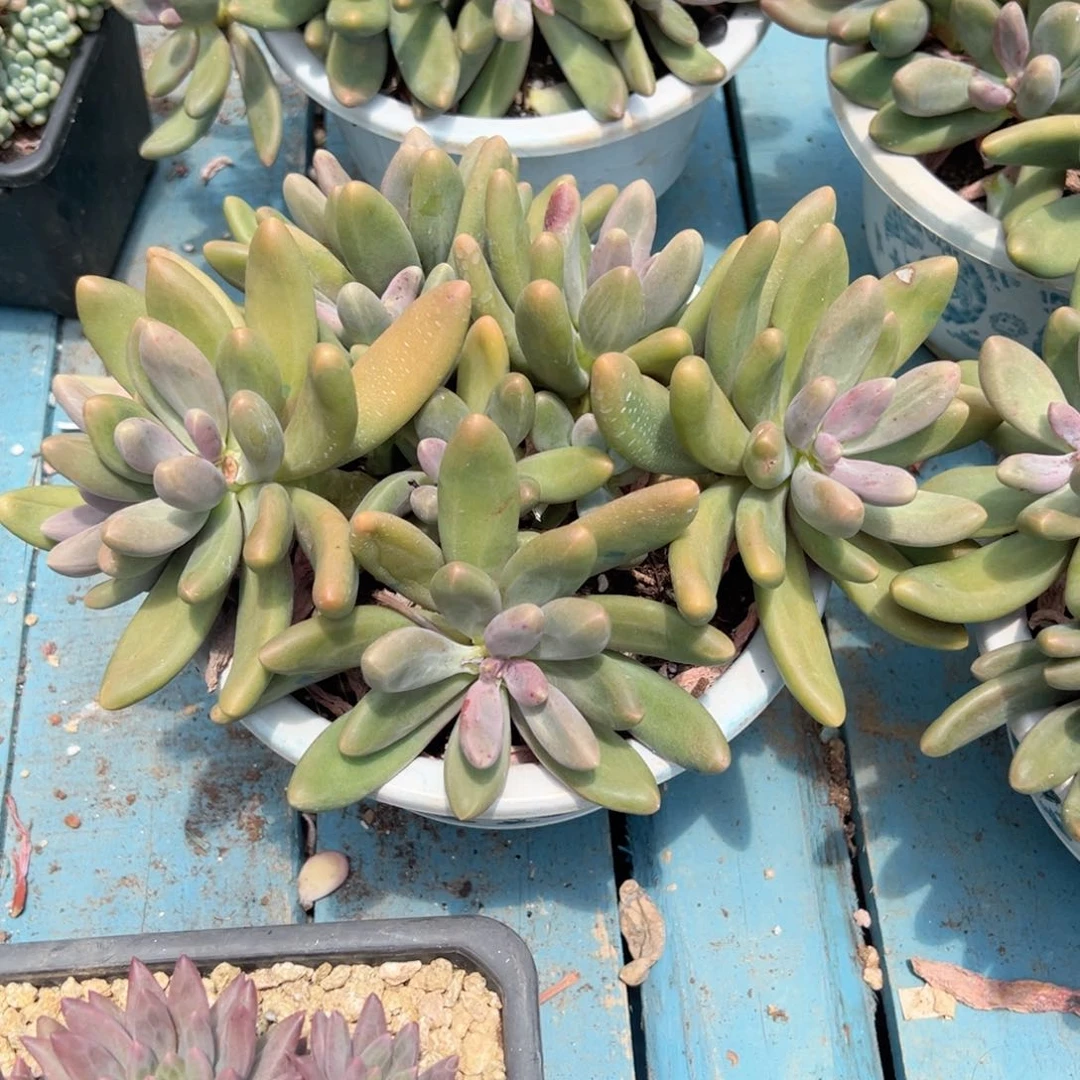 精品多肉植物老桩