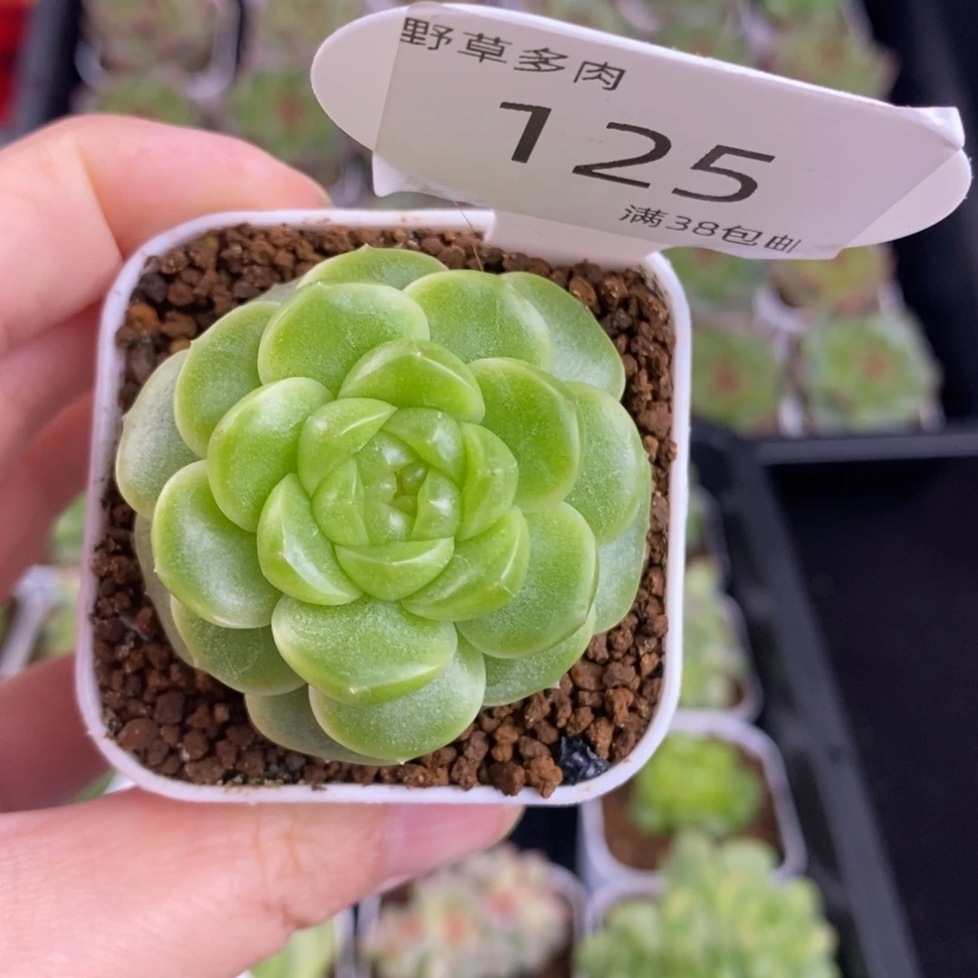 苹果绿新品一颗125号