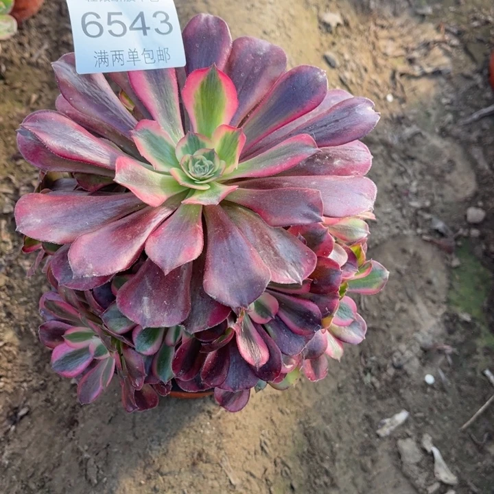 6543美杜莎的的的人多