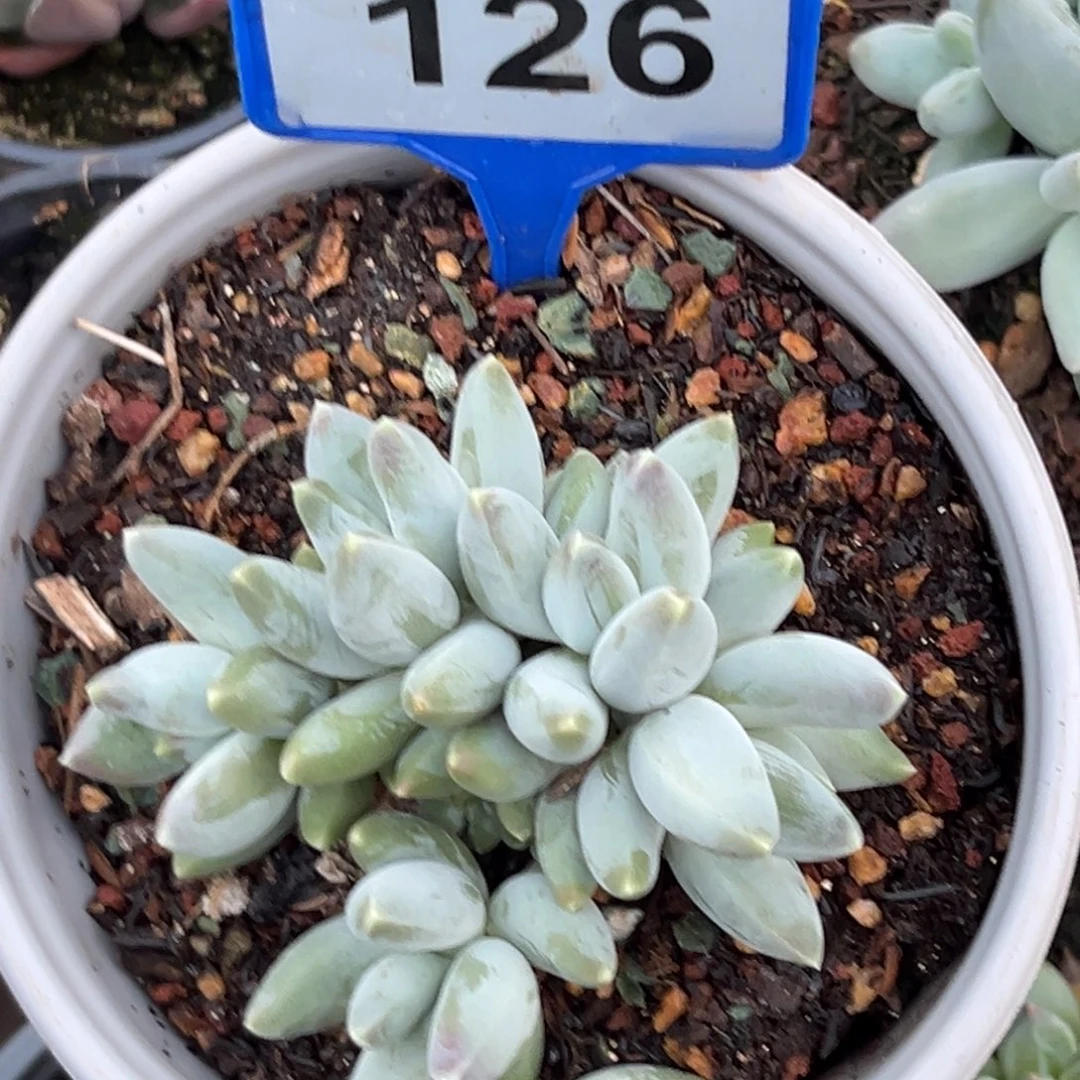 多肉植物星空美人126