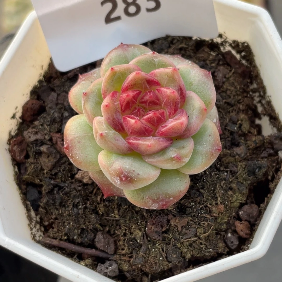 283号糖心冰心珍妮