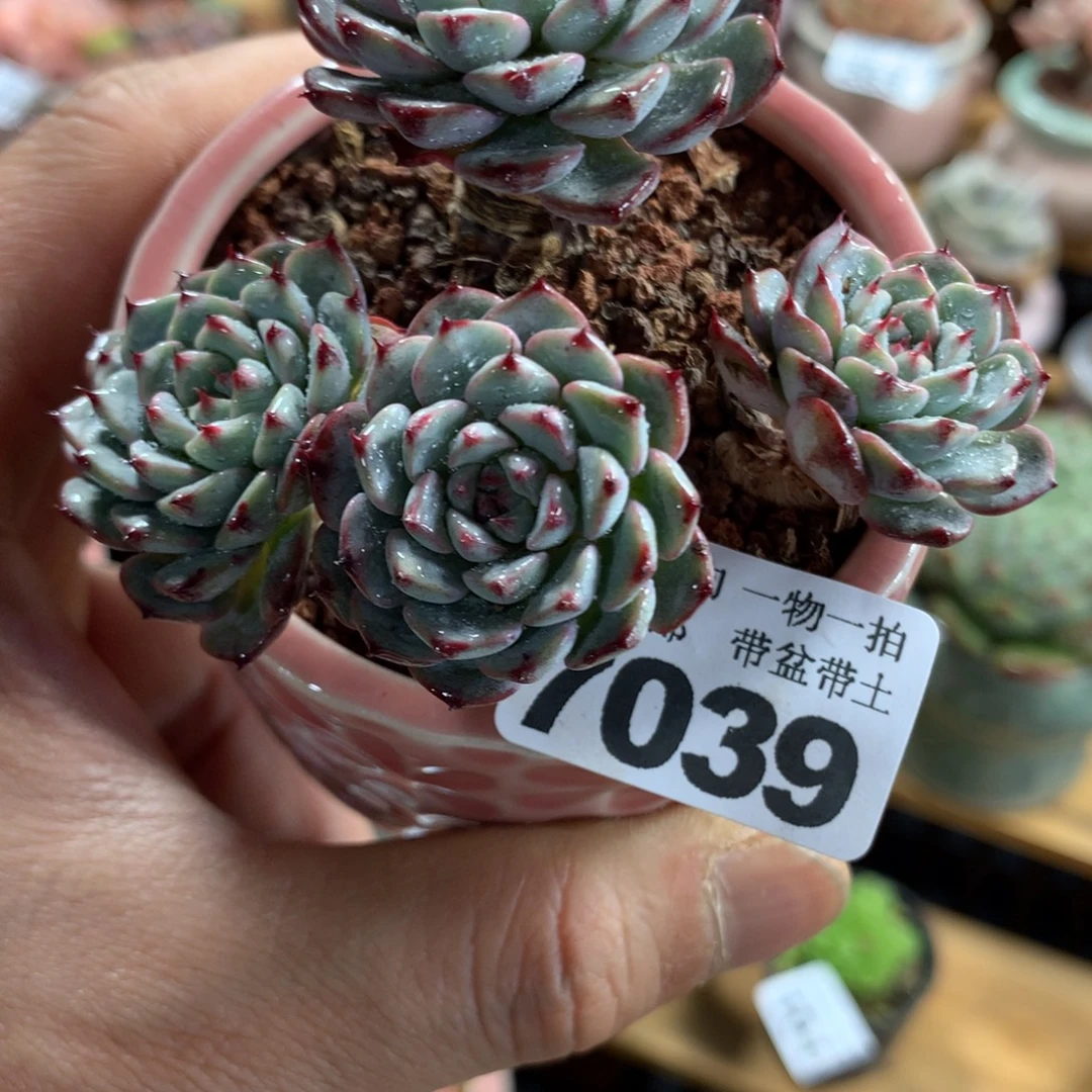 精控多肉植物7039