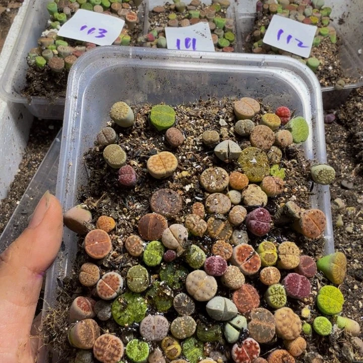 @**头多肉葡萄的季节115