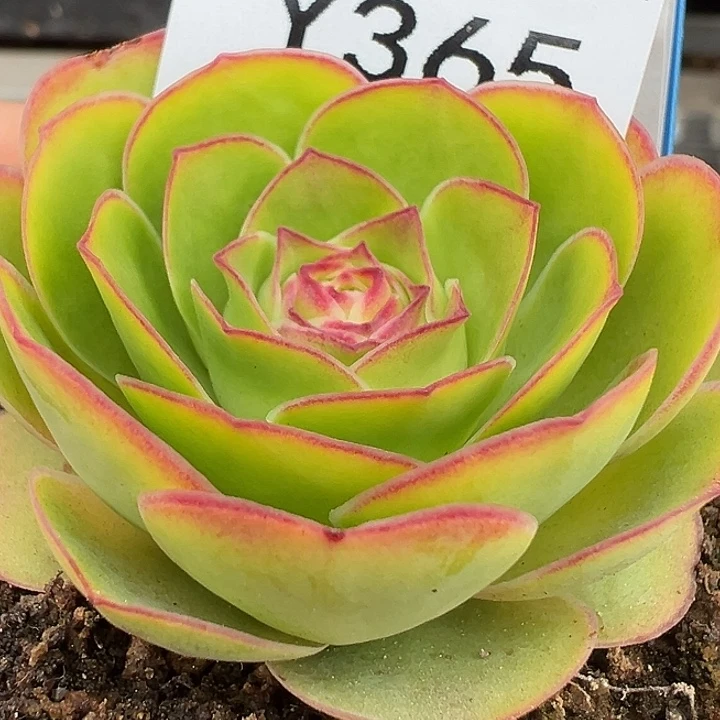 杨365 梅萦x各种 小