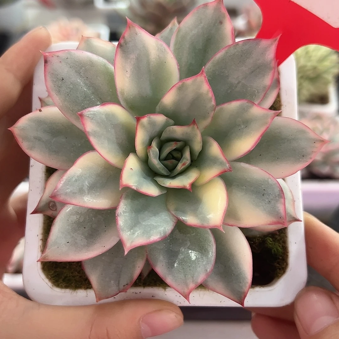 37号月光女神锦多肉植物