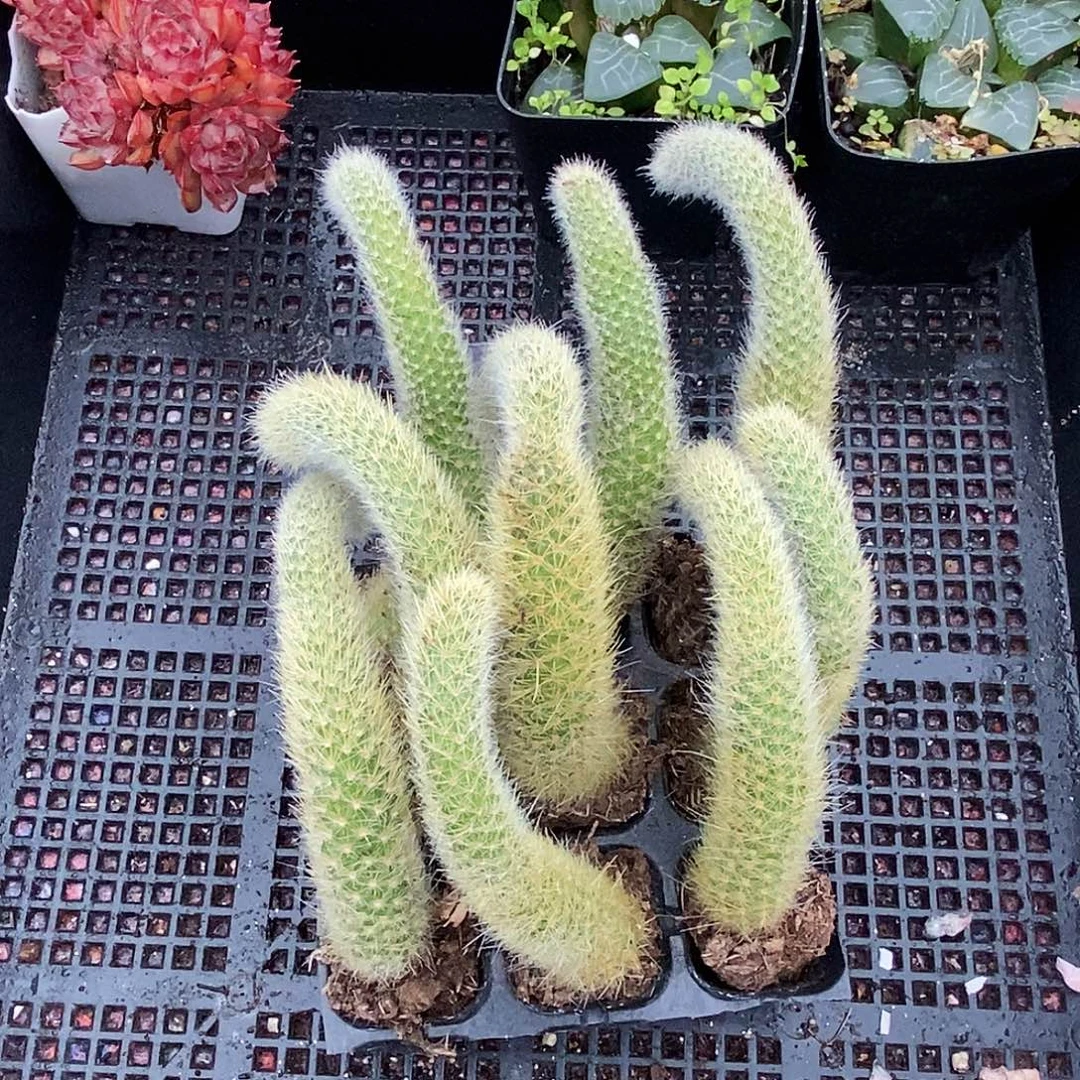 9根九尾狐组合包邮非偏远