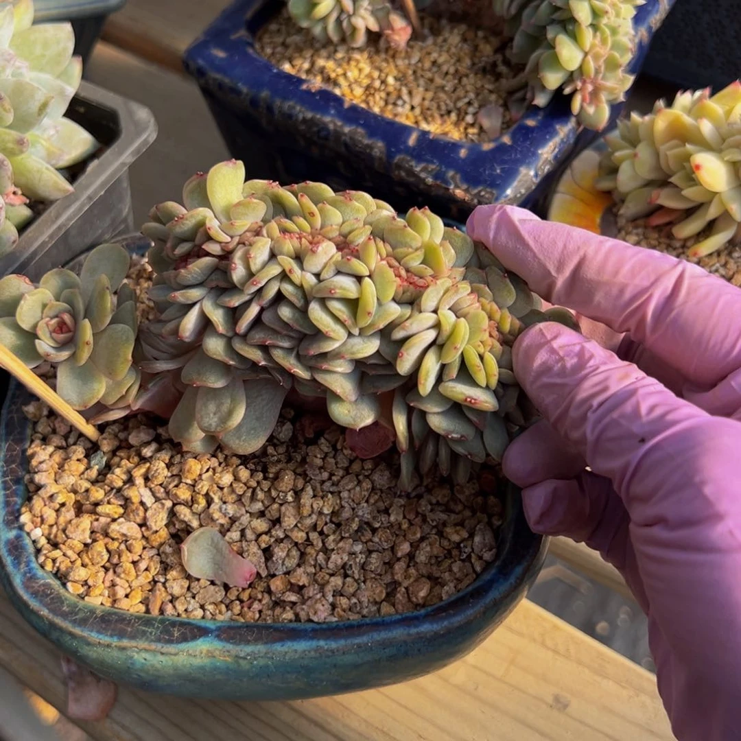 红恋缀 新年快乐 新年快乐