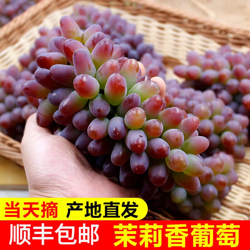 茉莉香葡萄新鲜水果整箱当季现摘红提孕妇郁金香薄皮无籽葡萄提子