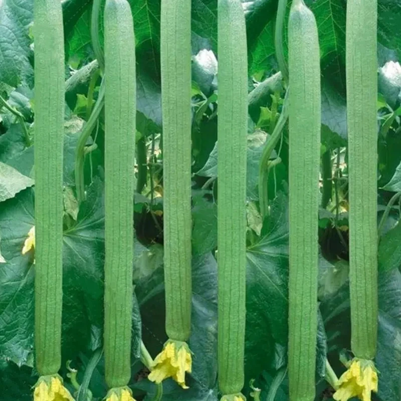 【全店满五包包邮】长香丝瓜种子丝瓜种籽早熟长丝瓜籽春季播种