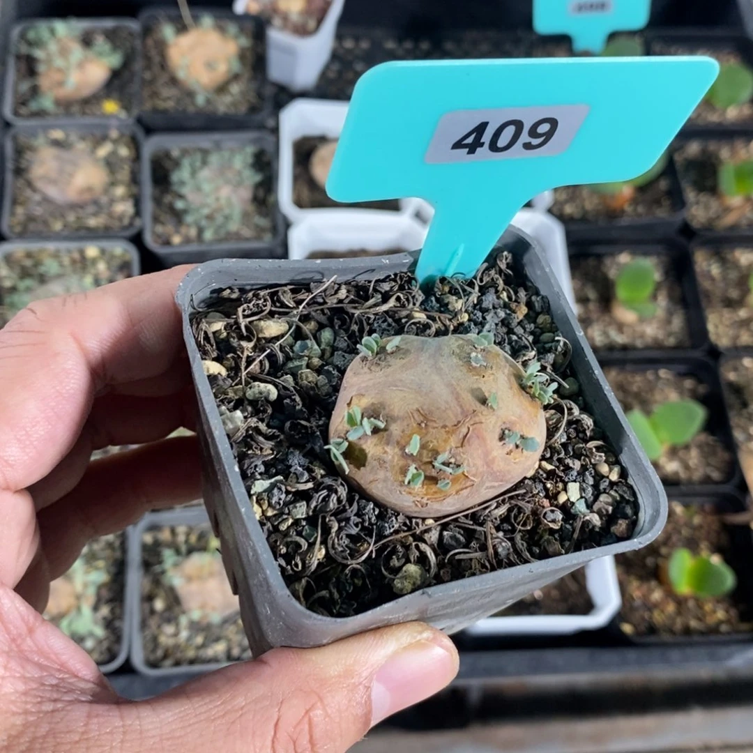 产地格加厚炖菊一个