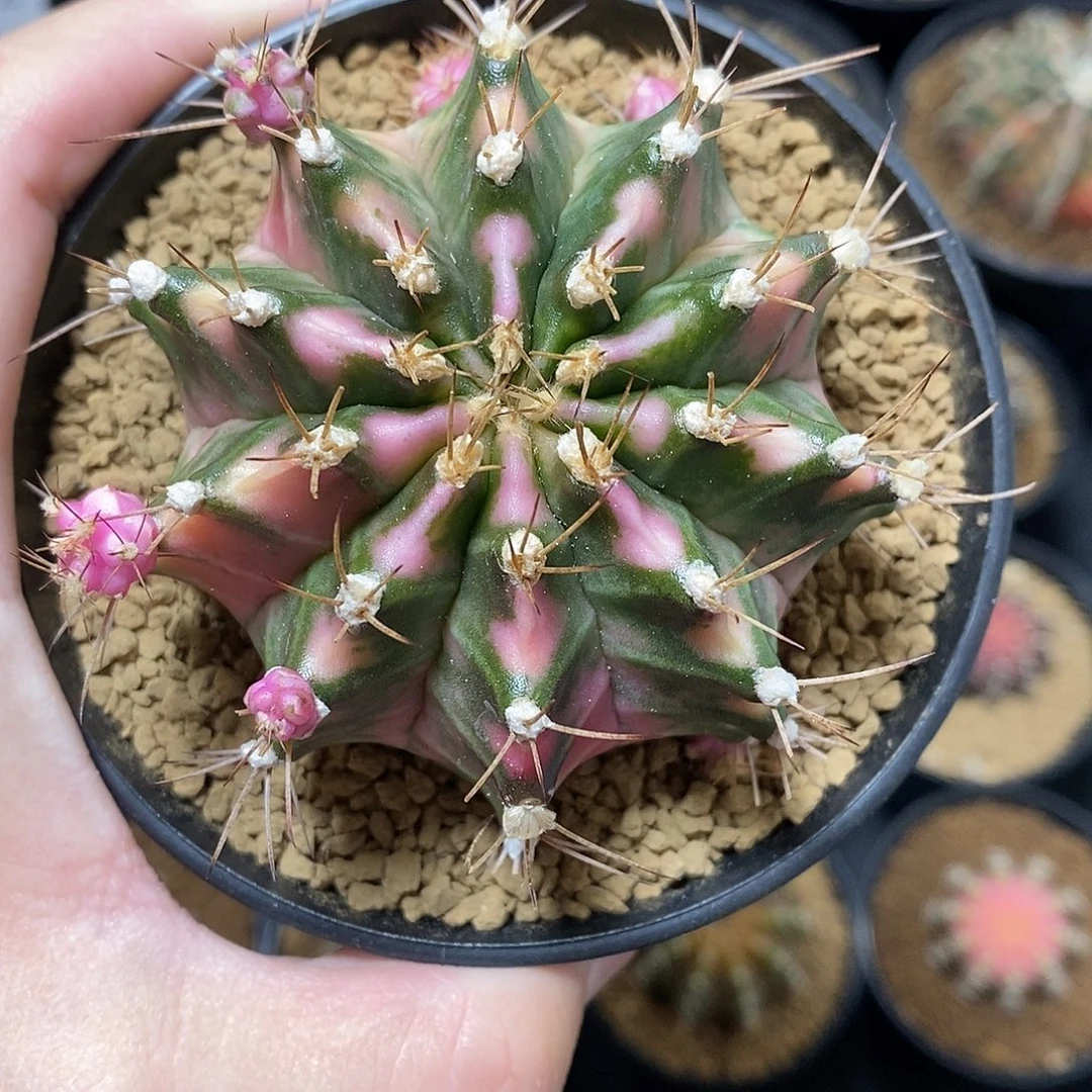 米哈仙人球粉钻侧芽019