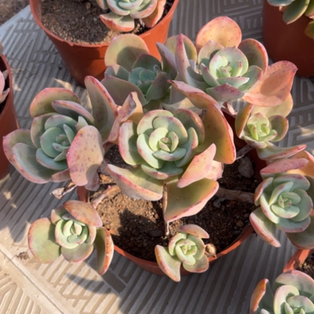 【闪购商品】清*白凤