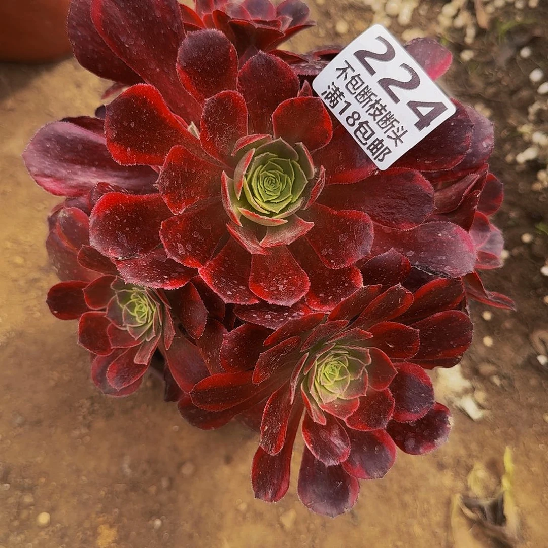 224安娜多肉法师的