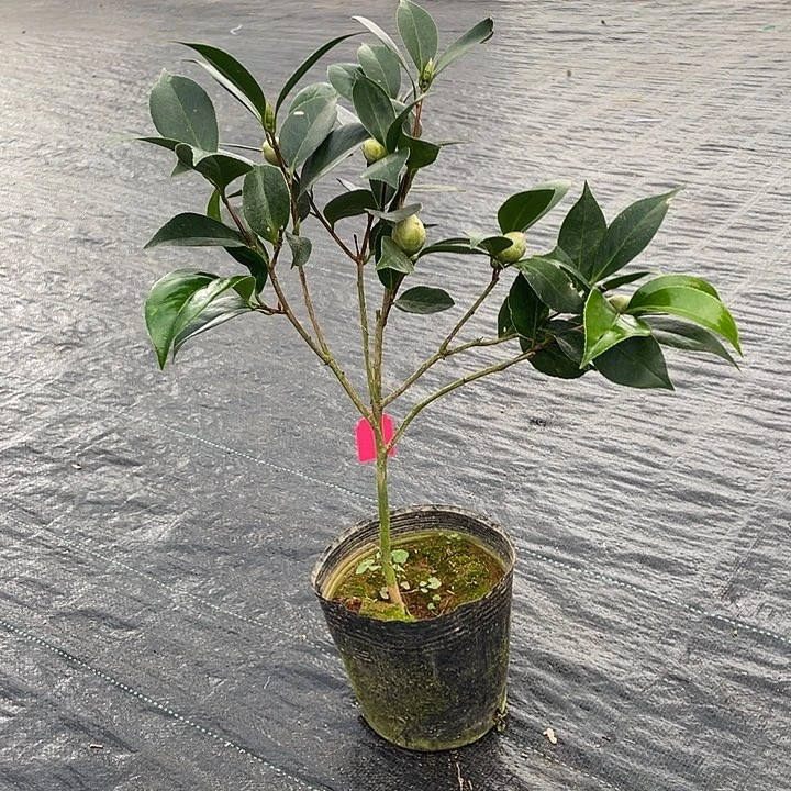 完全开放喷砂超五