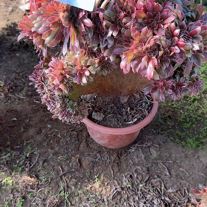 莘****馆缀话脱土发货缀话