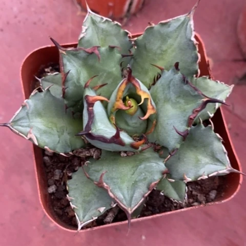 熊猫仁王冠9龙舌兰