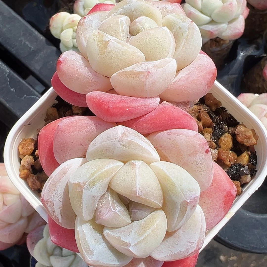 多肉冰玉双头老桩，1337