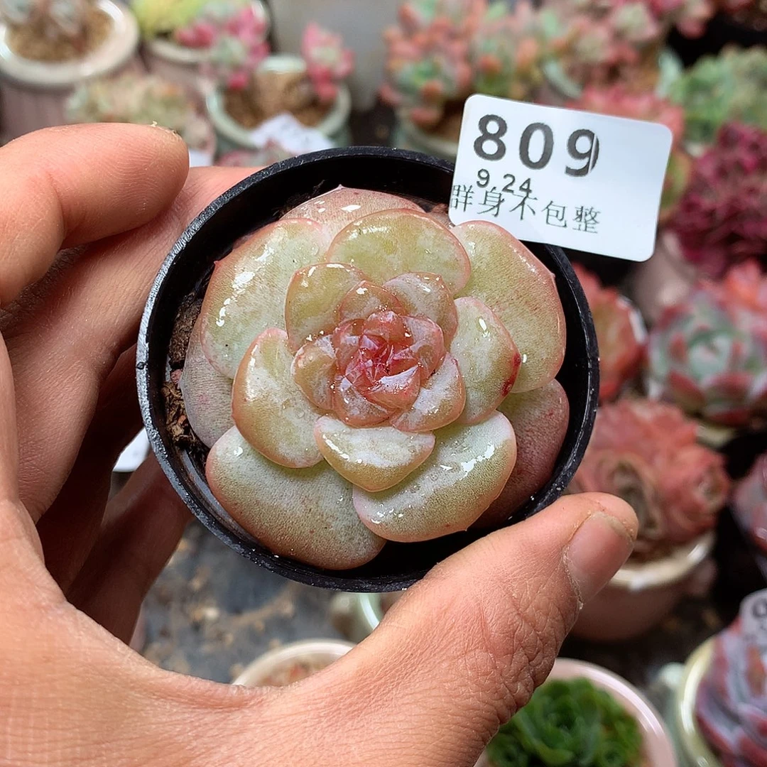 精控拇指盆9.24809