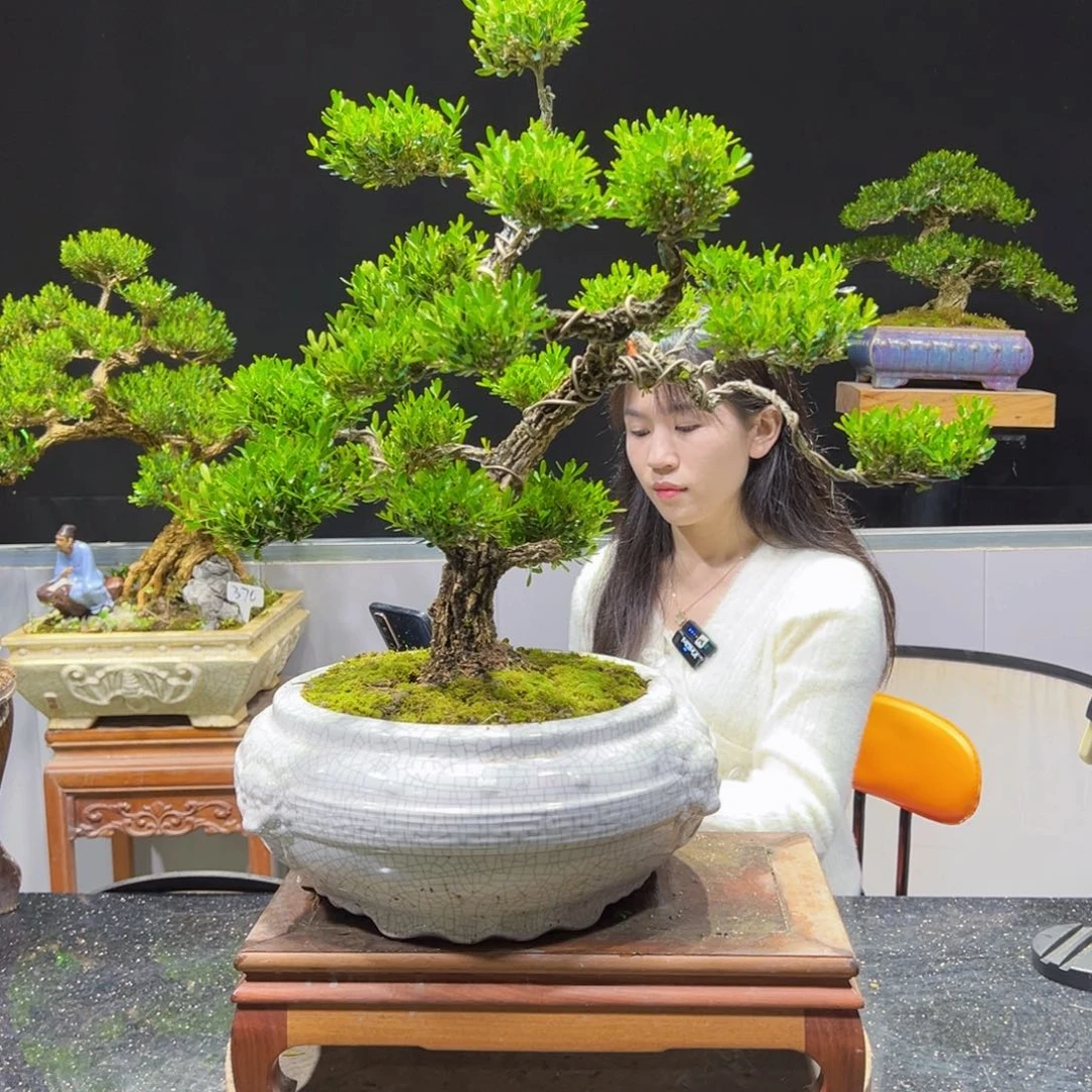四季常青老桩黄杨盆景