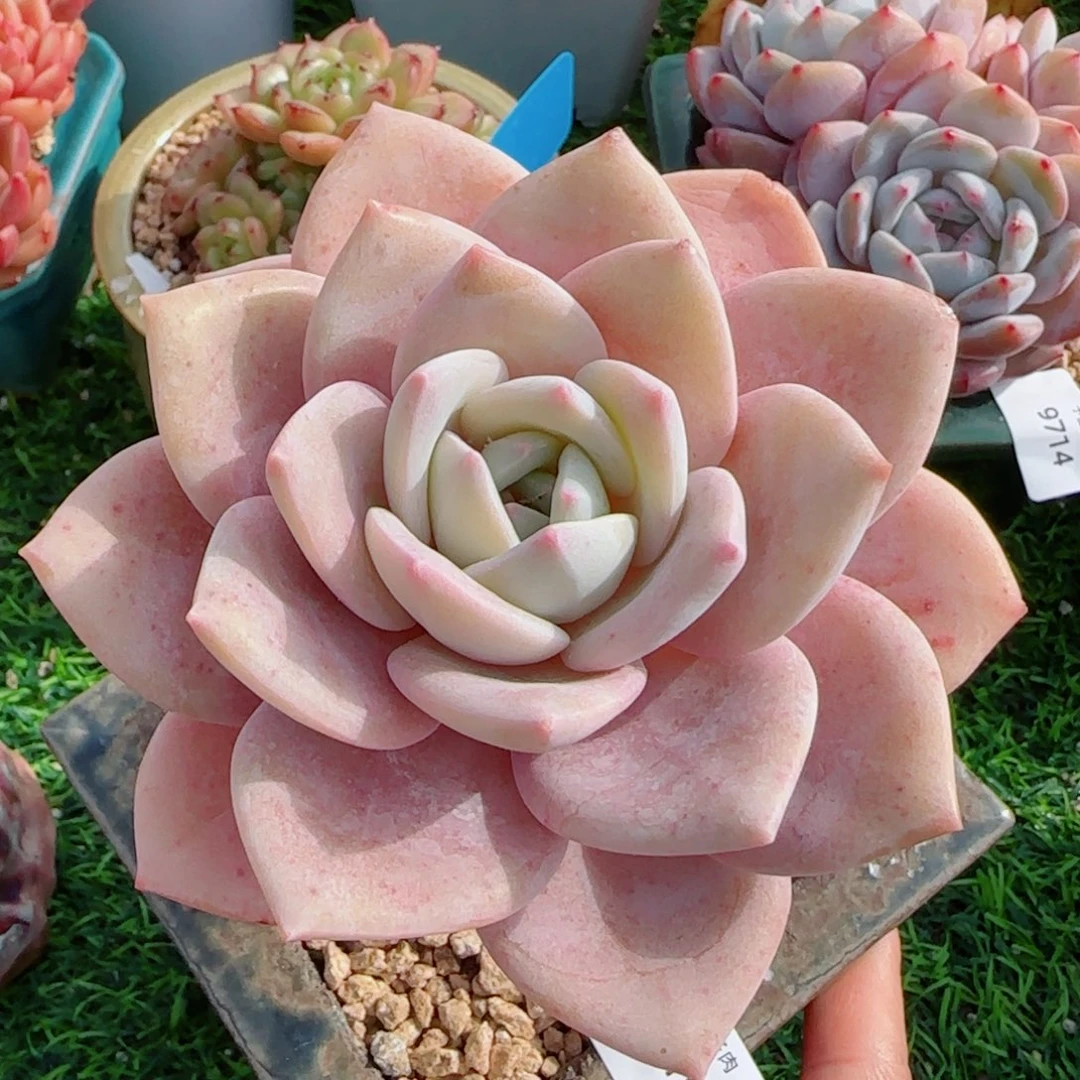 红茶长杆，9715多肉植物